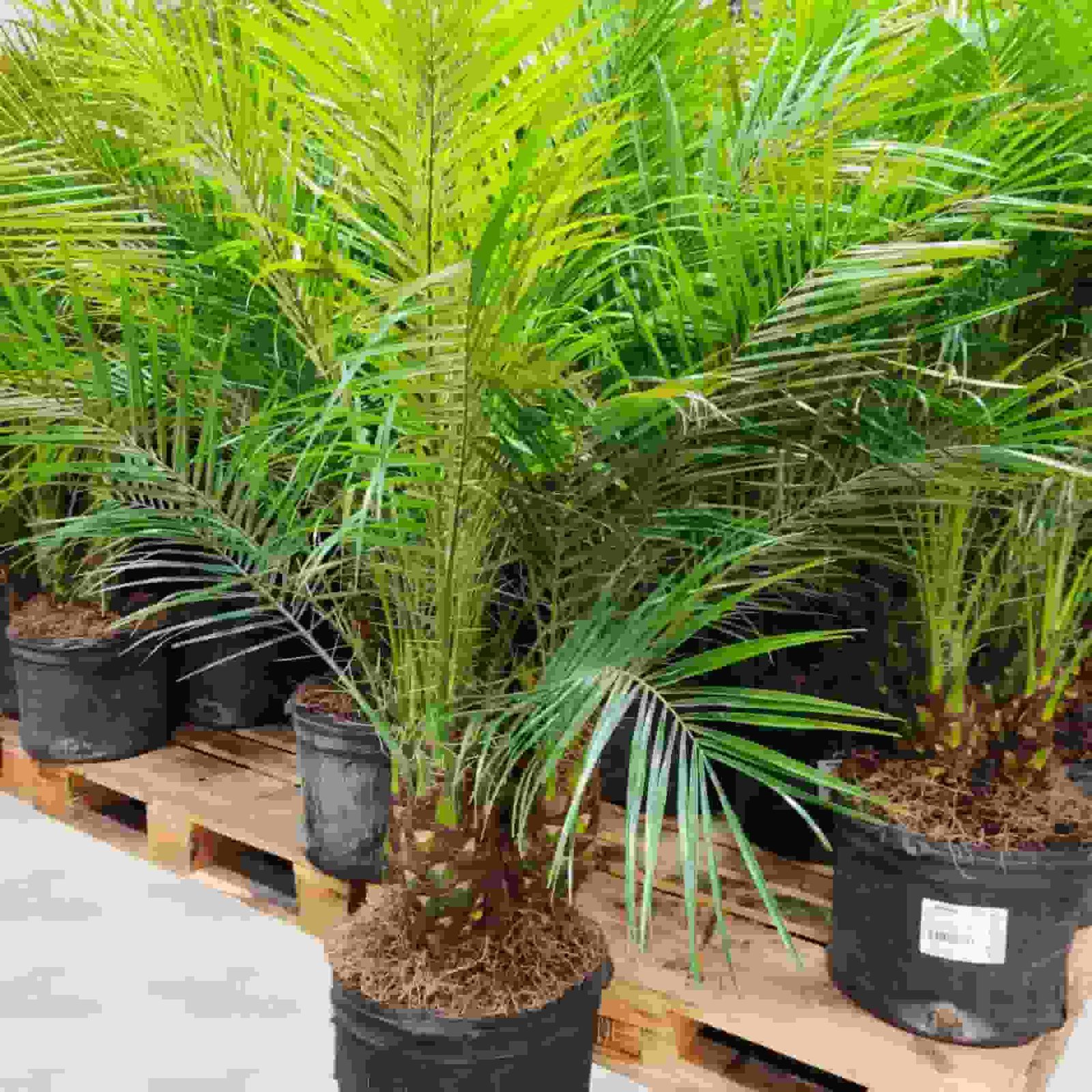 Phoenix Palm Plant